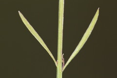 Agalinis skinneriana