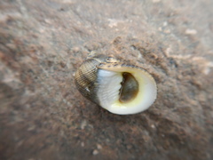 Nerita undata