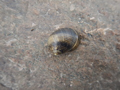 Nerita undata