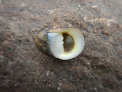 Nerita undata