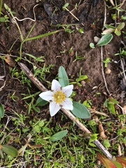 Hesperochiron pumilus