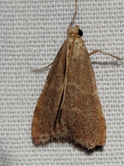Arta epicoenalis