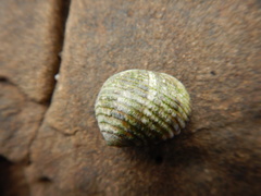 Nerita plicata