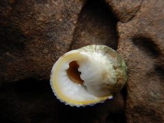 Nerita plicata