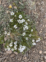 Cherleria arctica