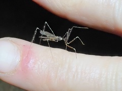 Stenolemoides arizonensis