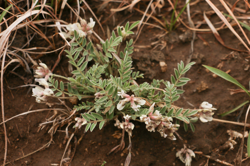Astragalus lotiflorus