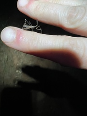 Stenolemoides arizonensis