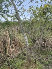 Machaerium lunatum
