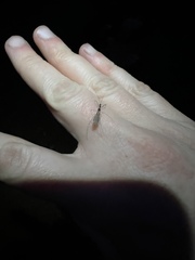 Stenolemoides arizonensis