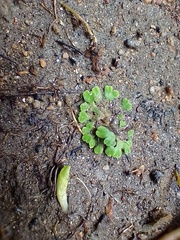 Riccia weinionis
