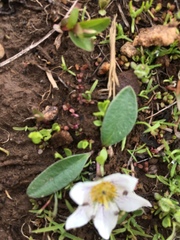 Hesperochiron pumilus