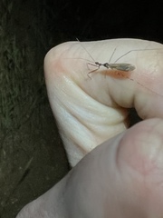 Stenolemoides arizonensis