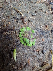 Riccia weinionis