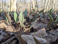 Erythronium propullans