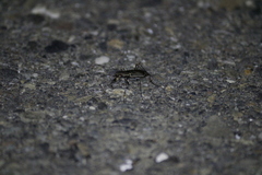 Cicindelina