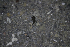 Cicindelina