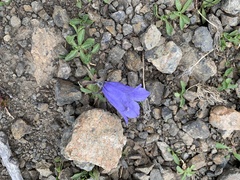Campanula lasiocarpa