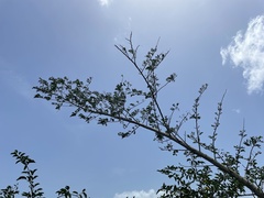 Machaerium lunatum