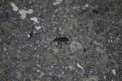 Cicindelina