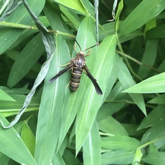 Vitacea polistiformis