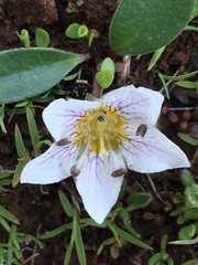 Hesperochiron pumilus