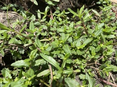 Enydra sessilis