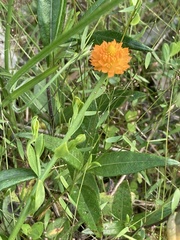 Polygala lutea