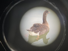 Anser anser × Branta canadensis