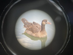 Anser anser × Branta canadensis