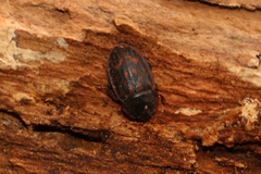 Phenolia grossa
