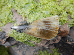 Pinna muricata