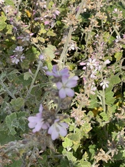 Malacothamnus clementinus