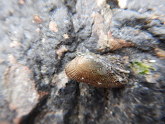 Barbatia virescens