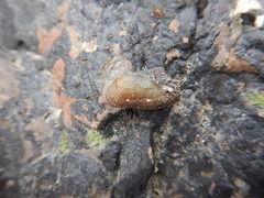 Barbatia virescens