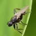 Sphaeroceridae - Photo (c) alisonnetta, algunos derechos reservados (CC BY-NC)