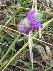 Dalea compacta pubescens