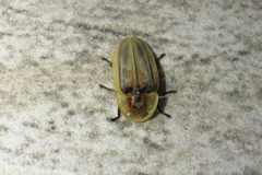 Cratomorphini