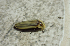 Cratomorphini