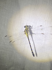 Stylogomphus