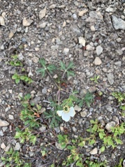 Anemonastrum sibiricum