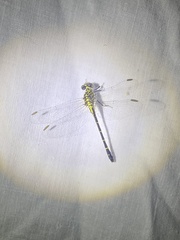 Stylogomphus