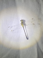 Stylogomphus