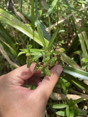 Enydra sessilis