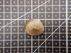 Gafrarium divaricatum