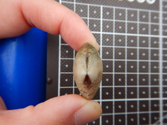 Gafrarium divaricatum
