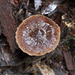 Inocybe calopedes - Photo (c) Vanessa Ryan, some rights reserved (CC BY-NC-SA)