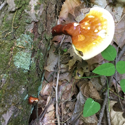 Escarpment Trail