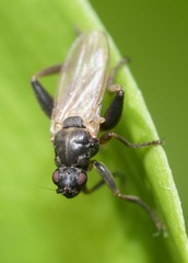 Sphaerocera curvipes