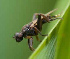 Sphaerocera curvipes